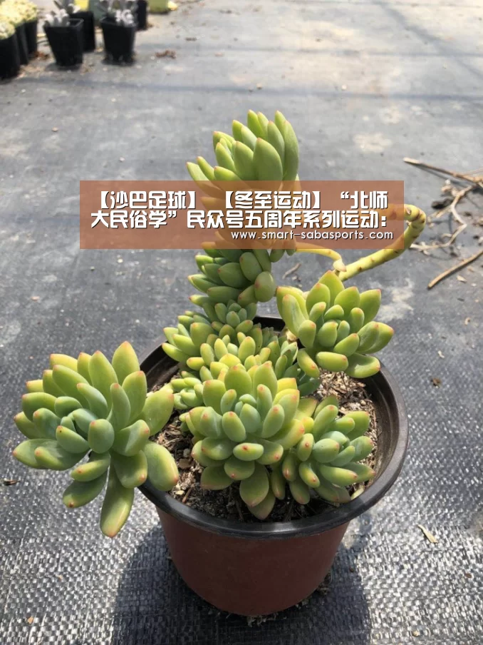 【沙巴足球】
【冬至运动】“北师大民俗学”民众号五周年系列运动:传统文化流传运营平台论坛“新媒体与今世新民俗”乐成举行(图4) 沙巴体育官网